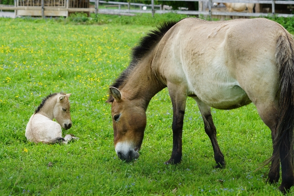 Grass farm meadow cute Photo