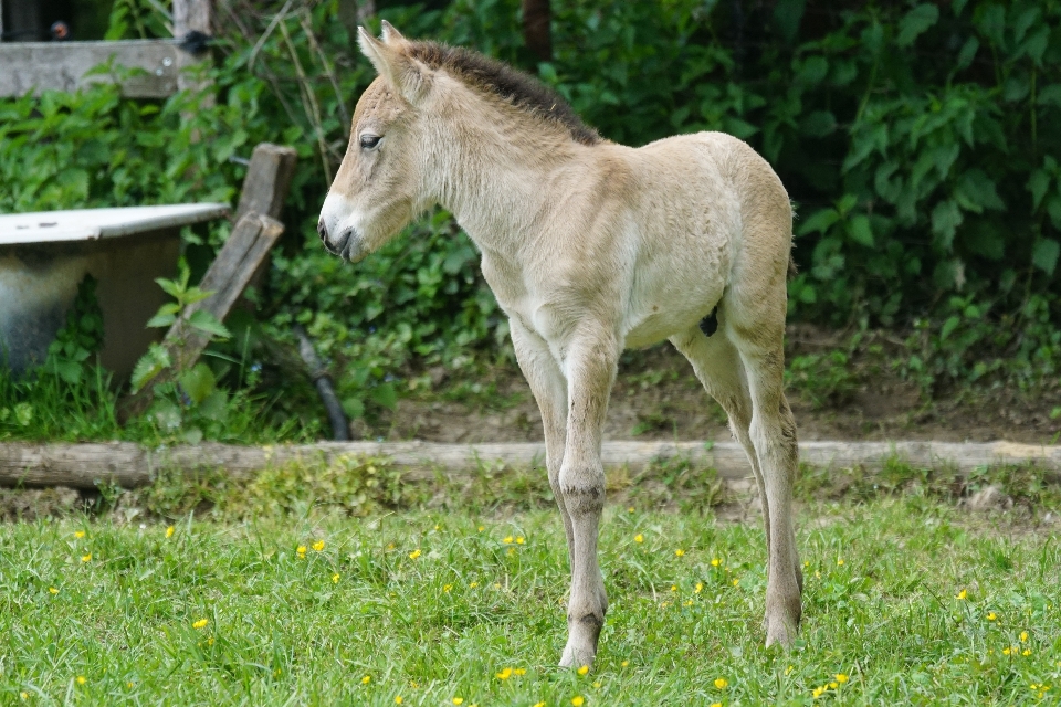 Cute wildlife pasture grazing