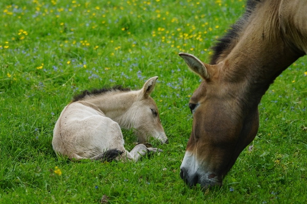 Grass meadow cute wildlife Photo