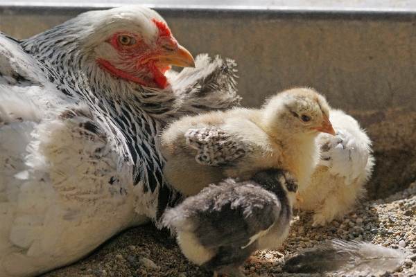 Foto Pássaro bico frango fauna