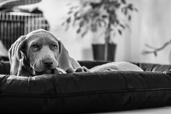 Foto Bianco e nero
 cucciolo cane mammifero