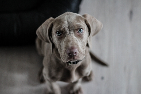 Foto Anak anjing mamalia weimaraner
