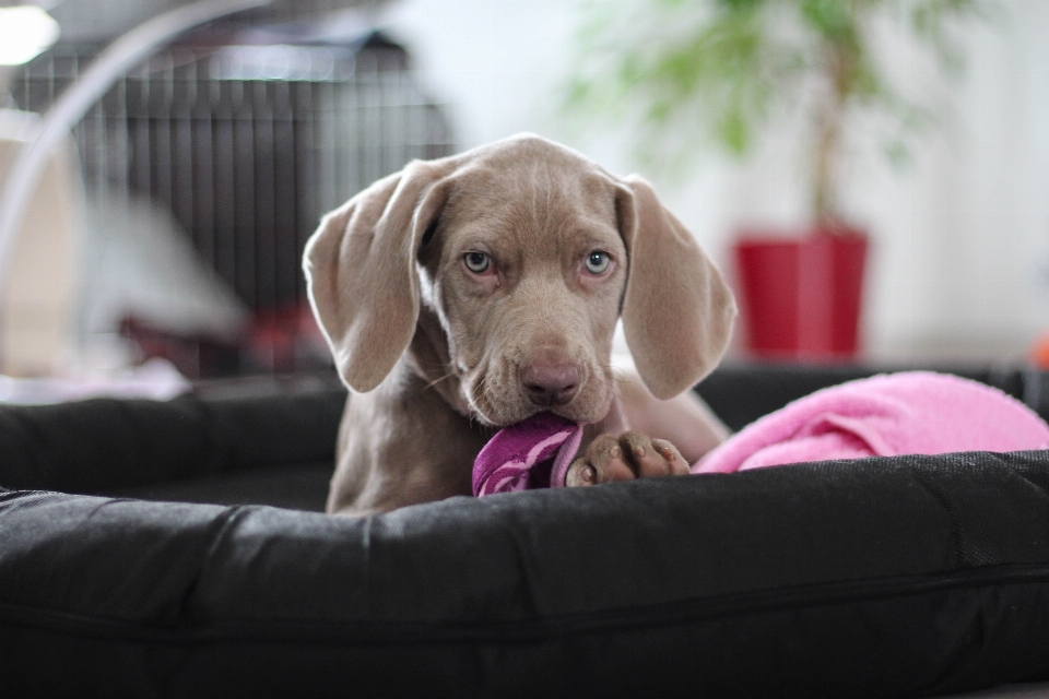 Welpe hund säugetier handtuch