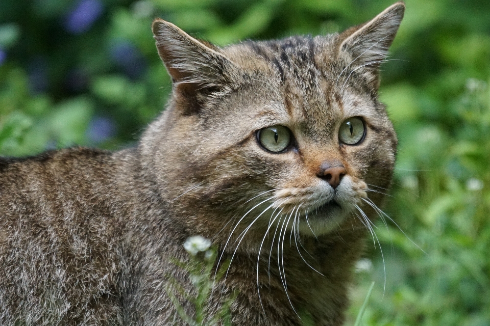 Faune chat mammifère prédateur