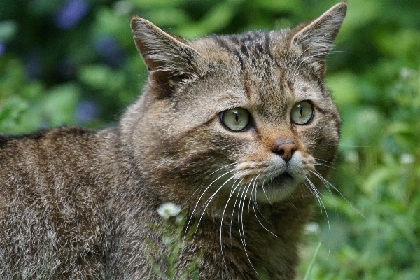 Foto Animais selvagens gato mamífero predador