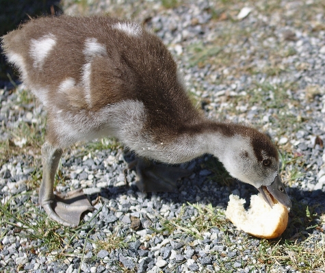 自然 鳥 動物 野生動物 写真