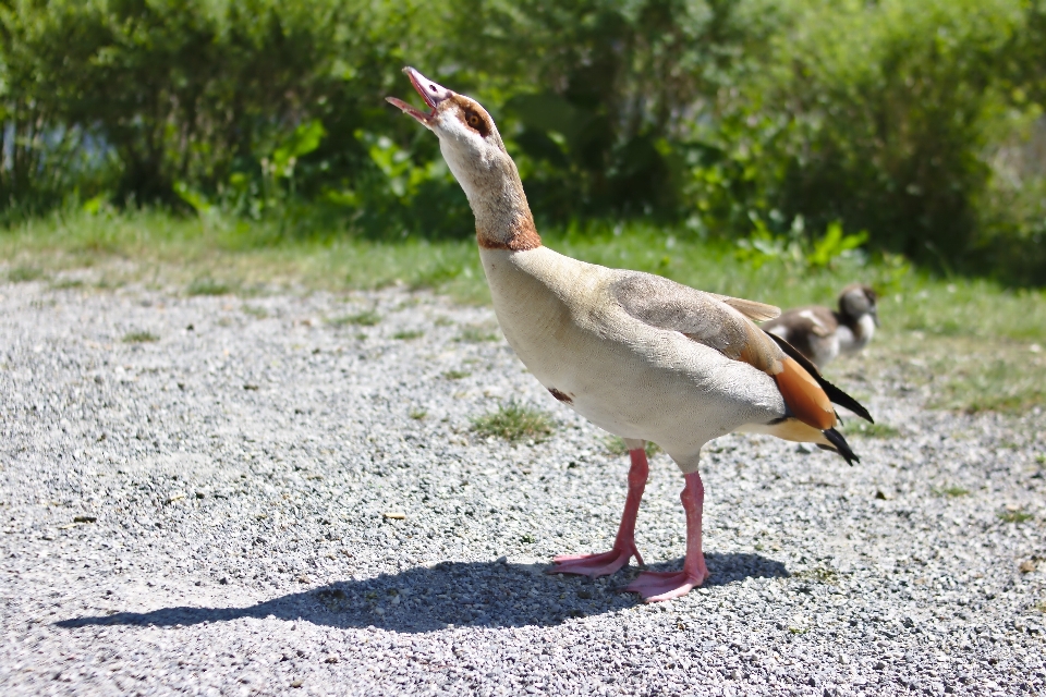 Natura uccello animale animali selvatici