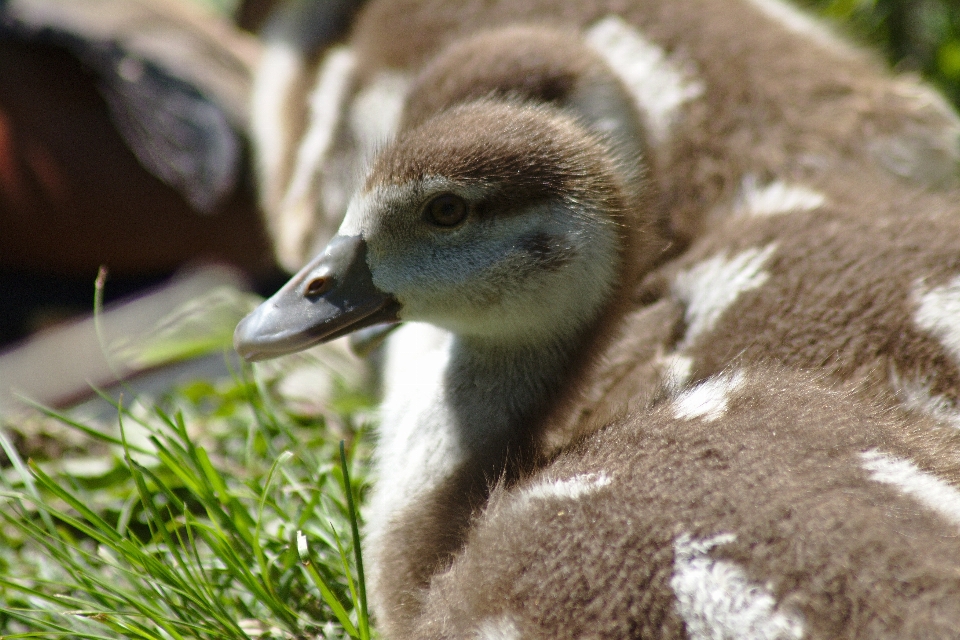 Nature herbe oiseau prairie
