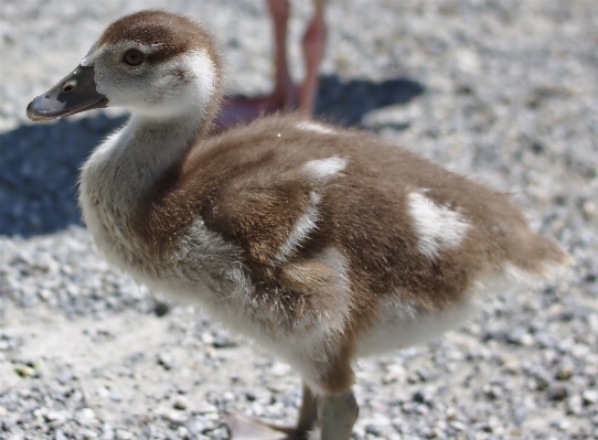 Nature bird animal wildlife Photo