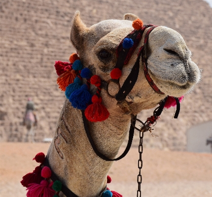 Animal camel mammal egypt Photo