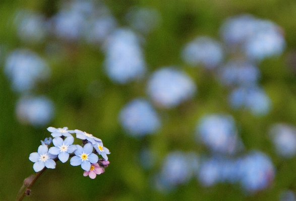 Nature branch blossom plant Photo