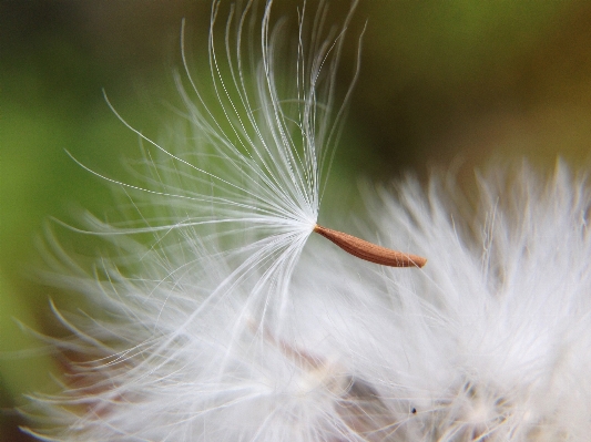 Nature grass light plant Photo