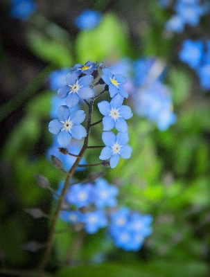 Nature blossom plant flower Photo