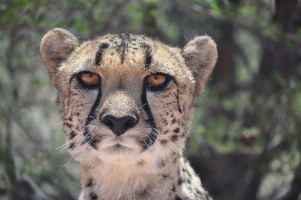 Foto Animali selvatici zoo gatto mammifero