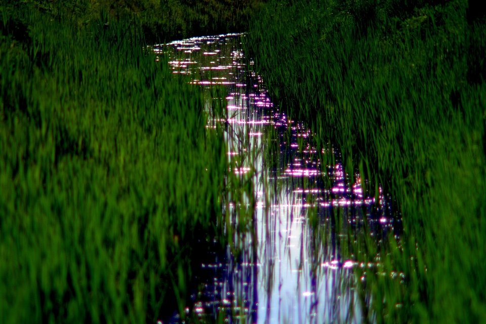 Landscape tree water nature