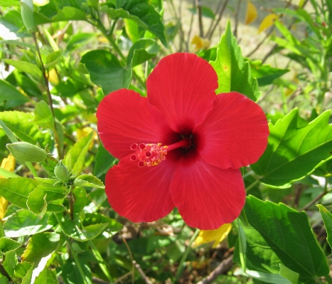 Sea plant flower female Photo