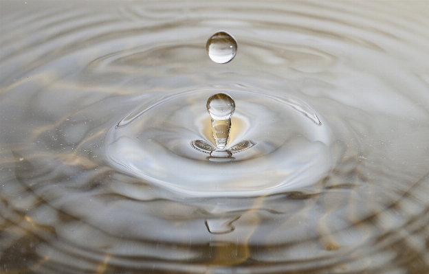 Water drop flower petal Photo