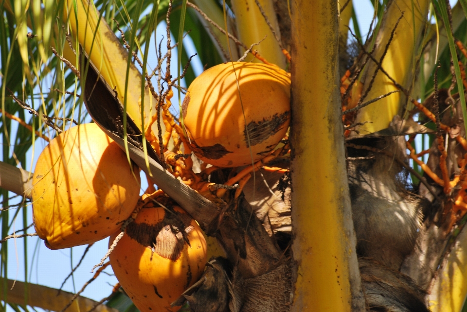 Pohon tanaman sinar matahari daun