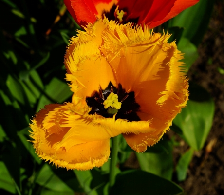 Foto Natura fiore pianta petalo