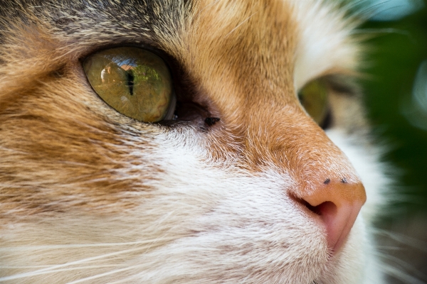 Foto Assistir gatinho gato mamífero