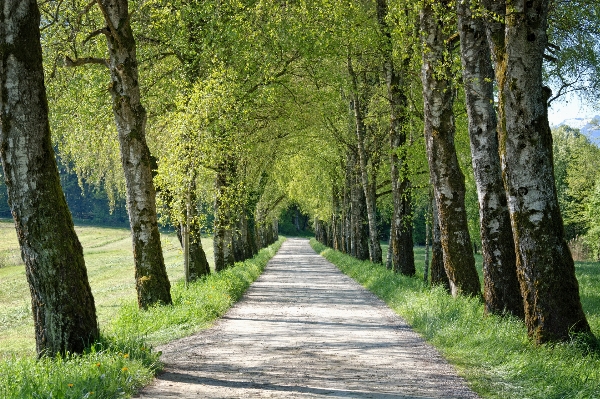 Baum natur wald anlage Foto