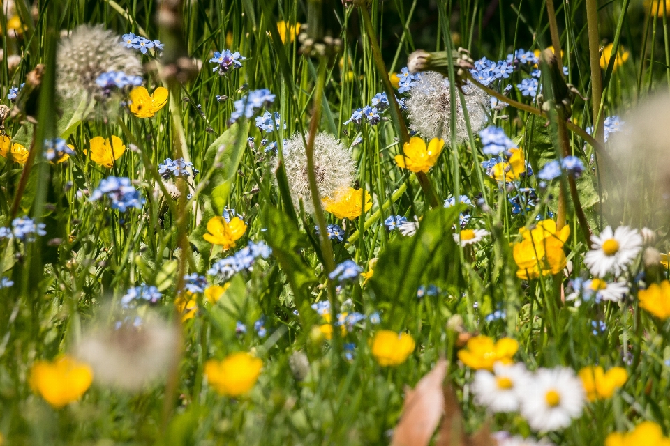 Natura erba pianta campo