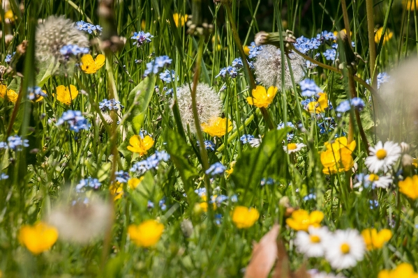 Nature grass plant field Photo