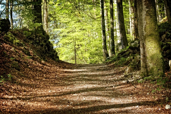 Foto Albero natura foresta selvaggia
