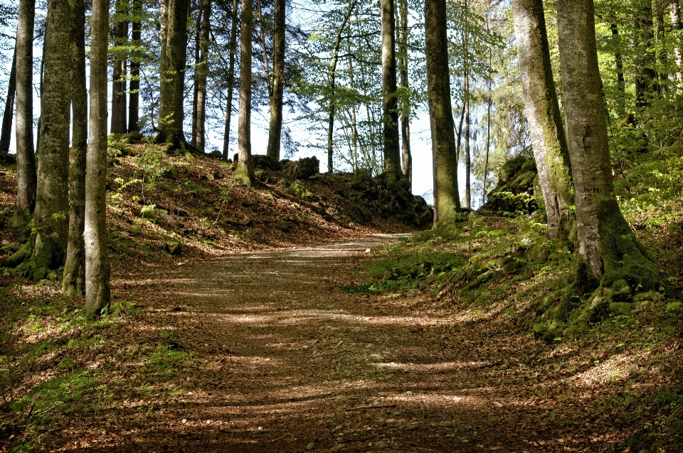 Tree nature forest wilderness