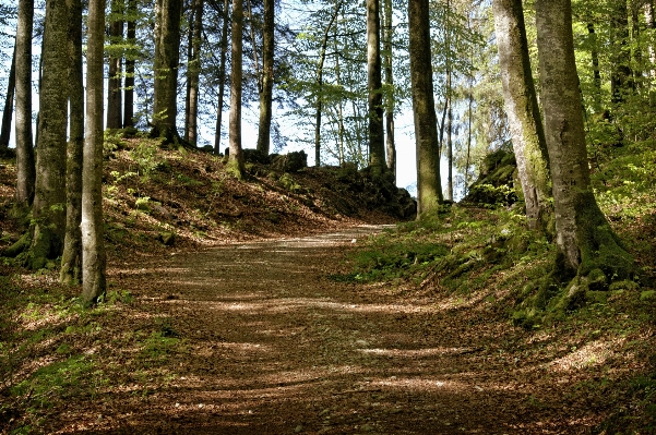 Foto Albero natura foresta selvaggia
