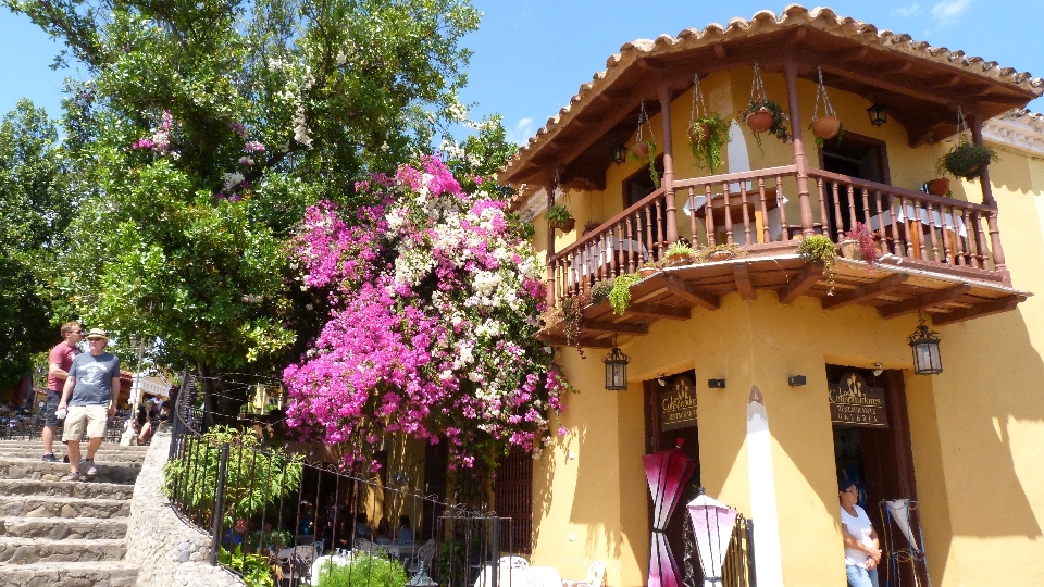 árbol arquitectura villa flor