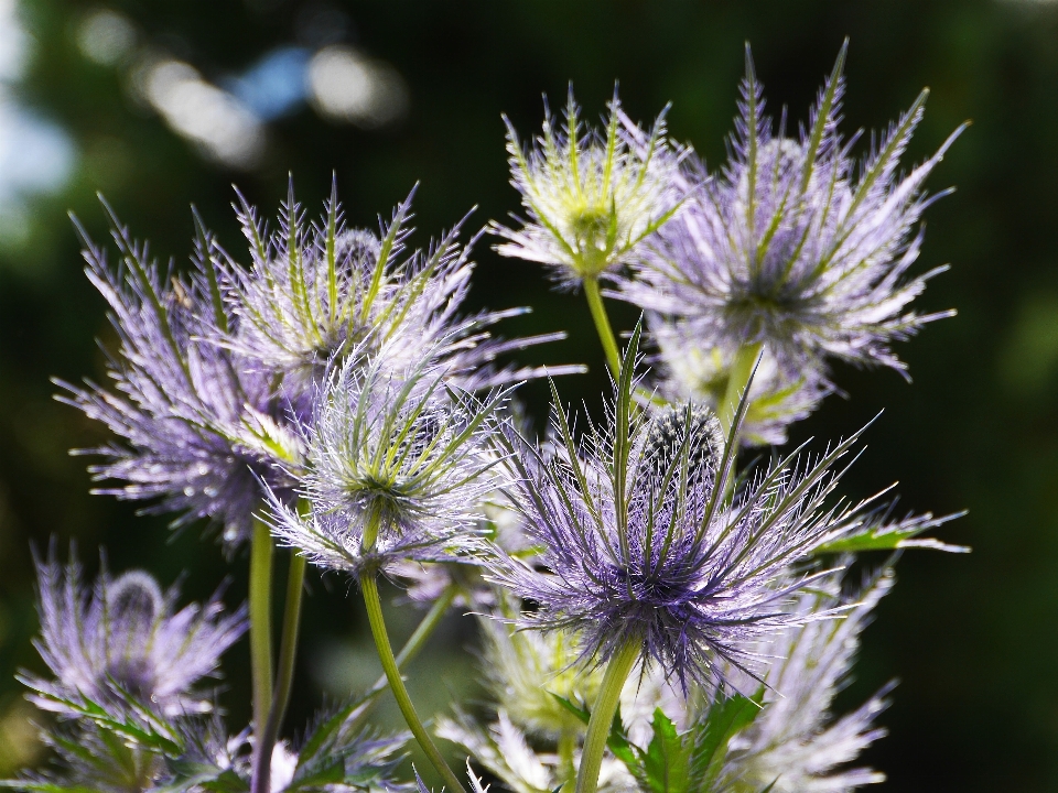 Nature usine fleur herbe