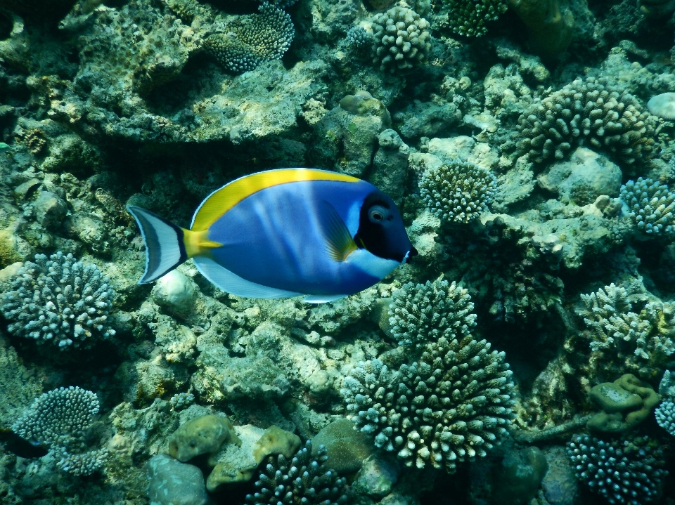 海 水下 生物学 蓝色的