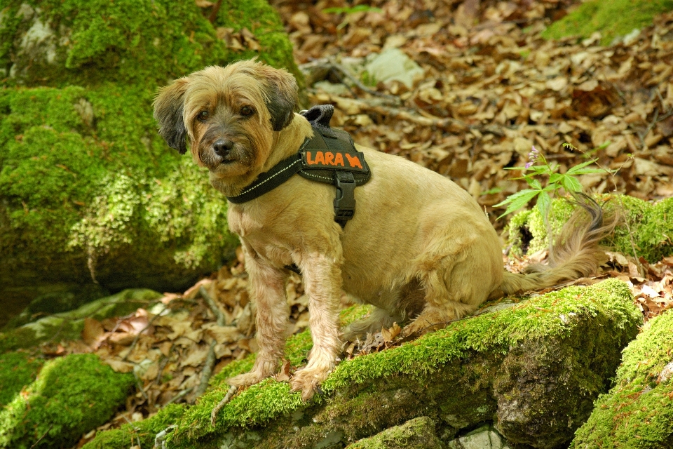 Natur wald sicht hund