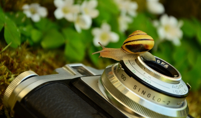 Camera photography antique flower Photo