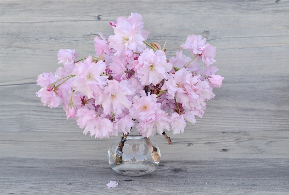 Blossom plant flower petal Photo