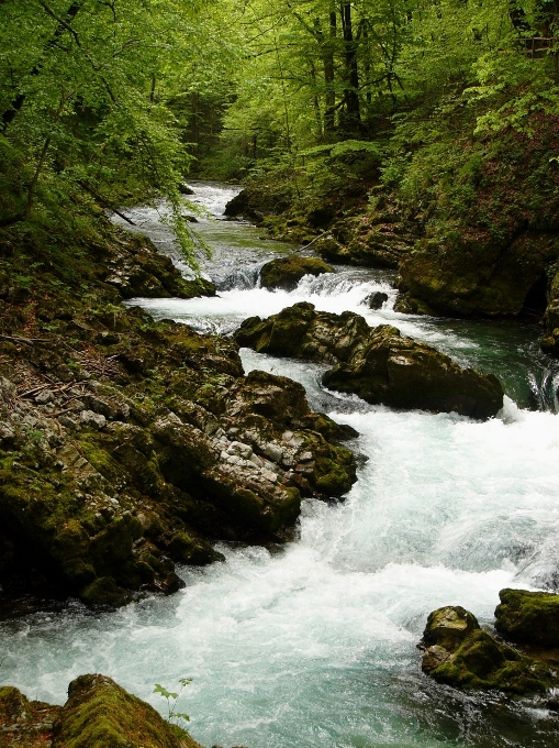 пейзаж дерево вода природа