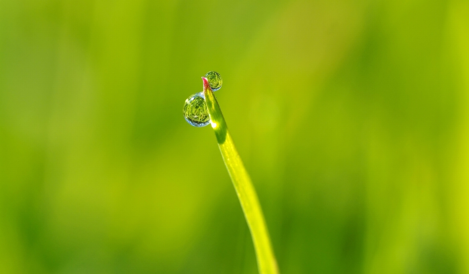 Eau nature herbe rosée