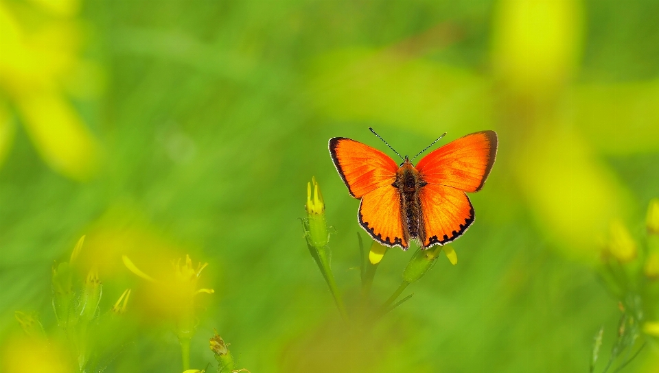 Nature herbe usine la photographie