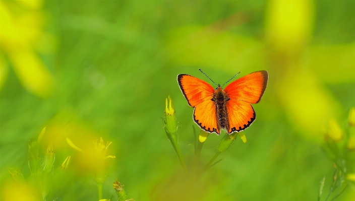 Nature grass plant photography Photo