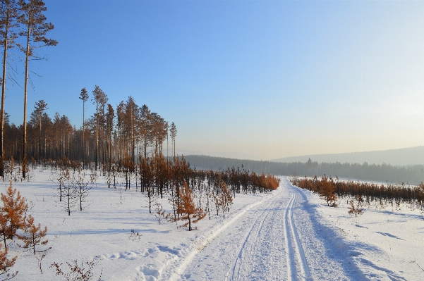 Tree forest mountain snow Photo