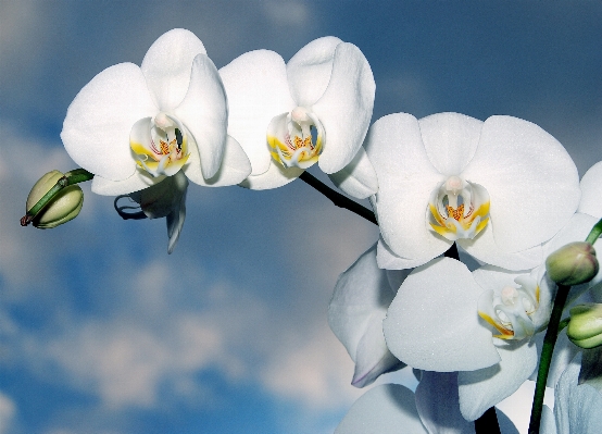 Blossom plant white flower Photo