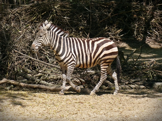 Foto Animais selvagens jardim zoológico mamífero fauna