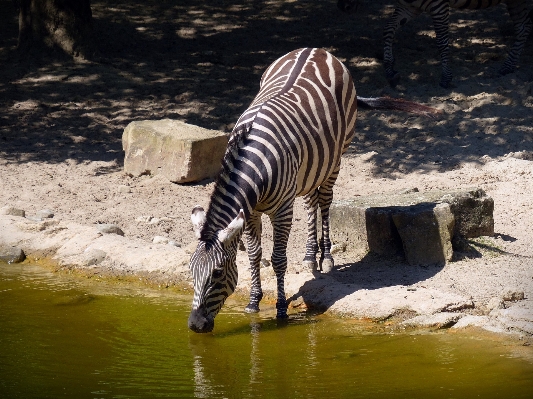 Nature recreation wildlife zoo Photo