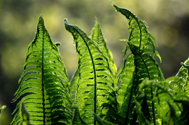 Nature forest plant meadow Photo