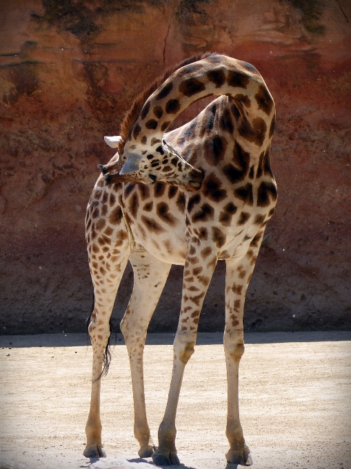 Animal faune zoo afrique