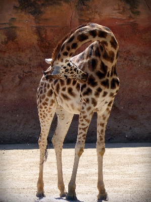 Foto Animale animali selvatici zoo africa