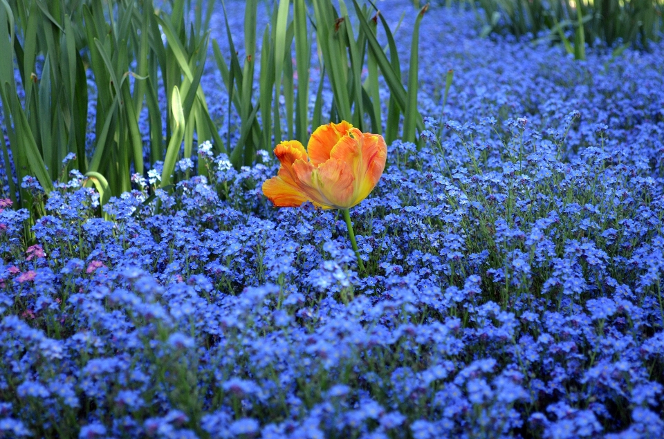 Fiore pianta prato
 tulipano