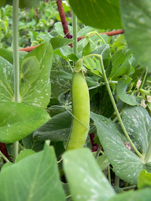 Anlage bauernhof frucht stengel