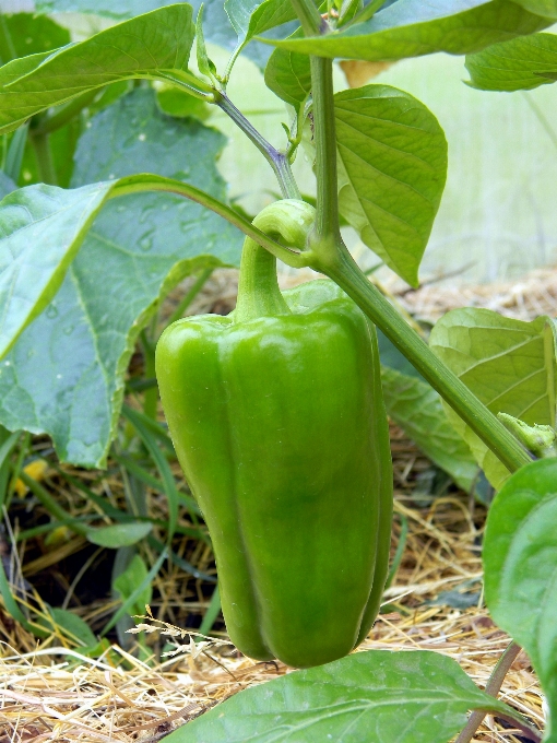 Nature plant farm fruit